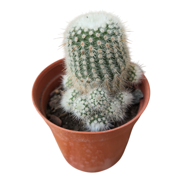 Producto - Parodia scopa M6