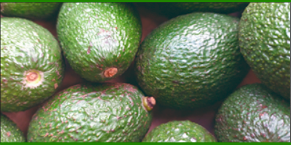 Producto - PALTAS HASS AGROECOLÓGICAS