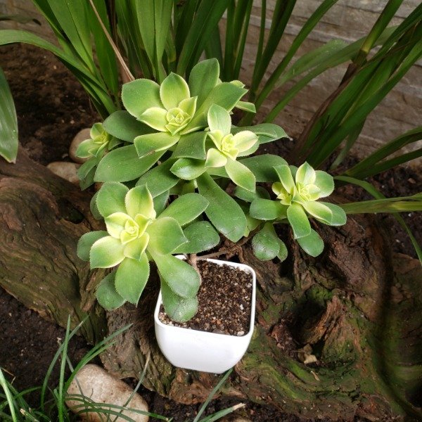 Producto - Aeonium kiwi (Colonia)