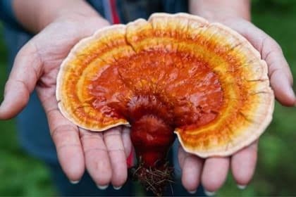 Producto - SERUM FACIAL ADAPTOGENO -Reishi y melena da León- - 1