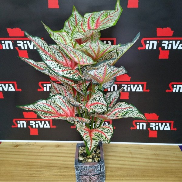 Producto - PLANTAS ALTAS EN MACETA 8989-8990-8991-9437