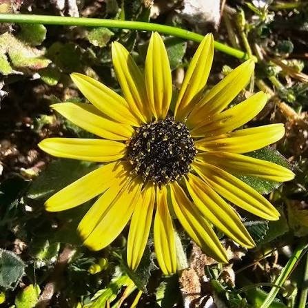 Producto - Arctotheca calendula 0,75 L