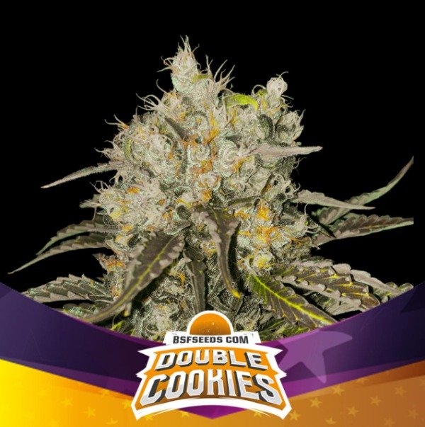 Producto - Double Cookies Feminized