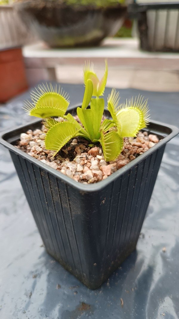 Producto - Venus Atrapamoscas (dionaea muscipula)