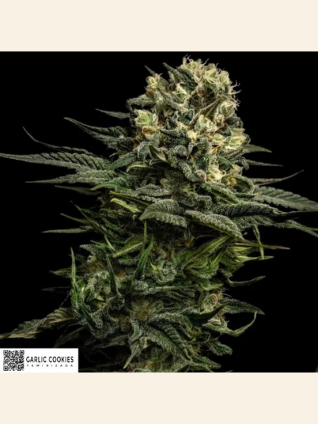 Producto - Garlic Cookies x3 - ADN Seeds