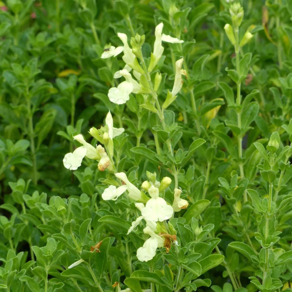 Producto - Salvia gregii blanca 1,5 L