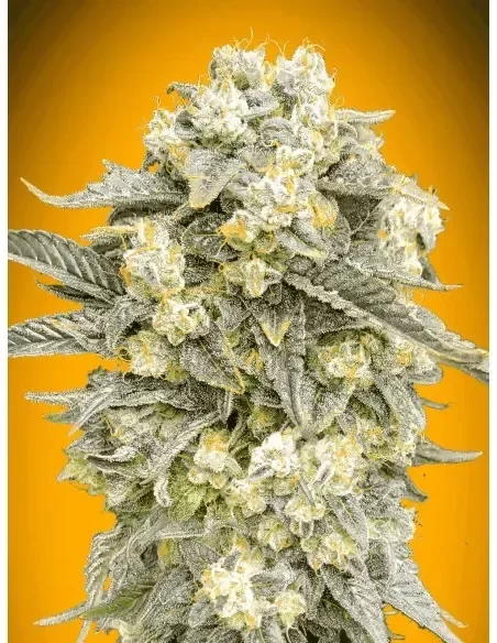 Producto - Mimosa Auto X1