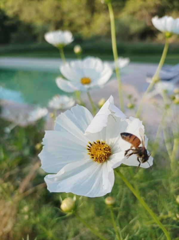 Producto - COSMOS BIPINNATUS BLANCO