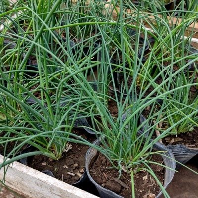 Producto - Ciboulette s12