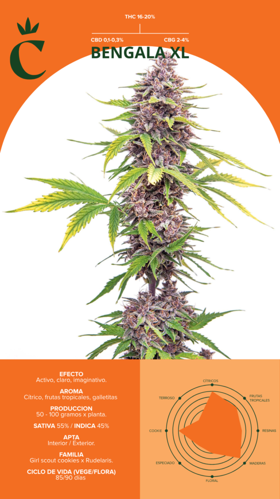 Producto - Bengala xl - Chita seeds