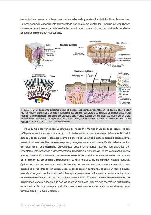 Producto - Zuccolilli: Neuroanatomía y Neurofisiología Animal - 7