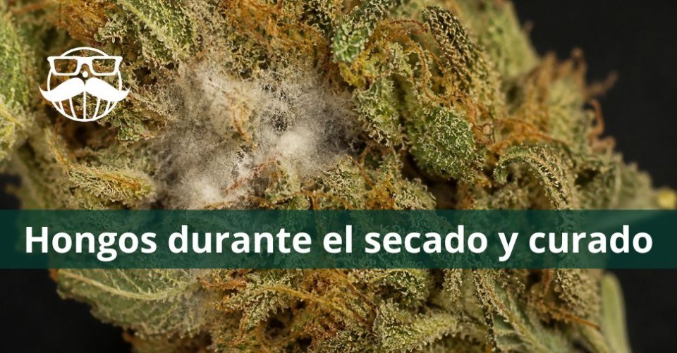 portada blog