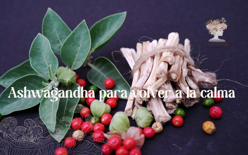 portada blog