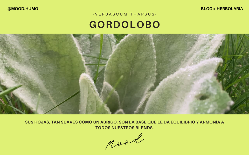 portada blog